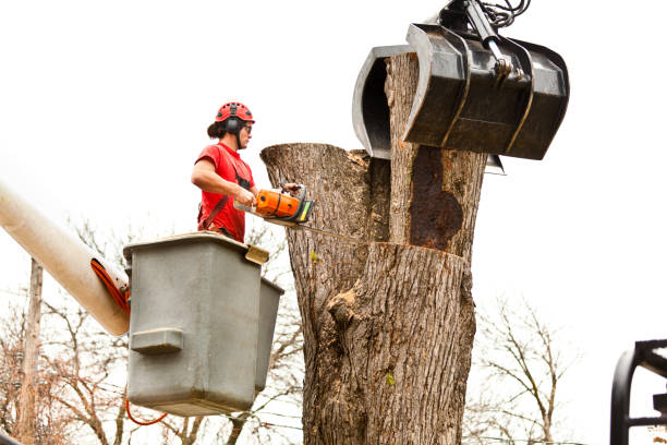 Reliable Pine Valley, CA Tree Services Solutions